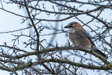Eurasian jay Garrulus glandarius resting on bare branches against an overcast sky. Detailed wildlife portrait of a colorful corvid in winter.