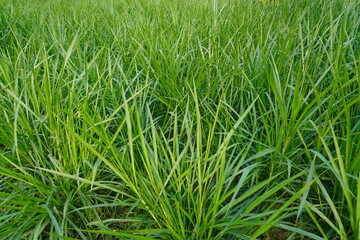 Obraz premium Natural Greenery Detailed View of a Healthy Fodder Grass Field