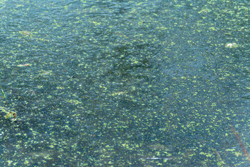 Green algae and duckweed float on calm pond water, forming a dense natural pattern. Abstract freshwater texture showing eutrophication and stagnant water conditions.
