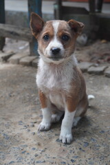 Close-up Portrait of a Cute Brown and White Puppy Sitting on Dirt Ground