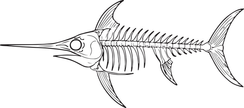 Detailed illustration of a marlin fish skeleton showcasing bony structure