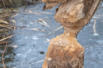 Close-up of a heavily gnawed tree base beside icy water. Detailed texture of beaver bite marks and exposed wood fibers.