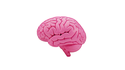 3D Pink Human Brain transparent background