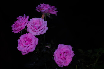 Pink rose Isolated on Black background