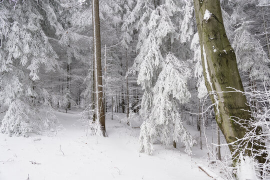 Początek zimy w Beskidzie Małym