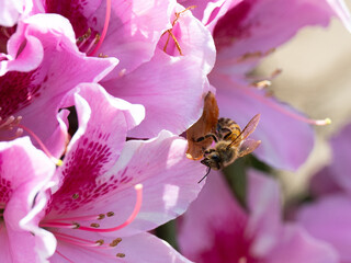 A bee on pink flower