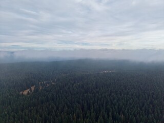 skyward forest with open patches, endless canopy overhead with faint paths and remote open areas