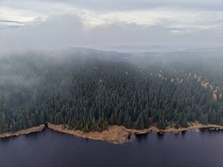 calm mistcovered coast with pine trees, ethereal fog draping quiet forested shoreline at dawn