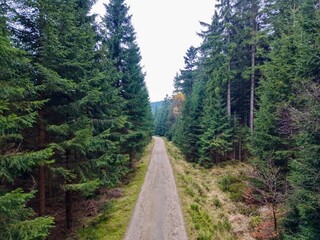 bright forest trail in autumn, vivid treelined pathway featuring seasonal colors and inviting scenery