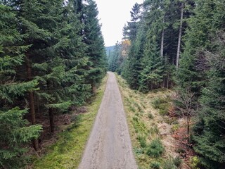 serene trail among towering pines, scenic forest track shaded by ancient pine trees and vibrant greenery