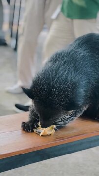 Binturong Eating Banana While Sitting on a Chair