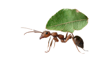 Leafcutter ant carrying green leaf on transparent background, symbolizing hard work, perseverance, strength