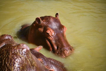 Hippopotamus partially submerged in murky green water, captured at close range. Image emphasizes the massive body, thick skin, and calm behavior of the animal in its natural aquatic habitat