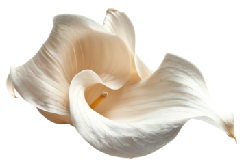 A close-up view of a white lily petal with intricate details, displaying soft curves and a smooth texture. This isolated element emphasizes the beauty of the petal against a transparent backdrop