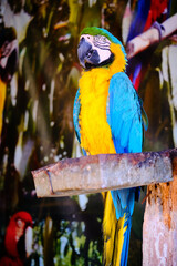 Blue and yellow macaw perched on wooden stand, captured in vertical composition. Image highlights vivid plumage of tropical parrot against natural background