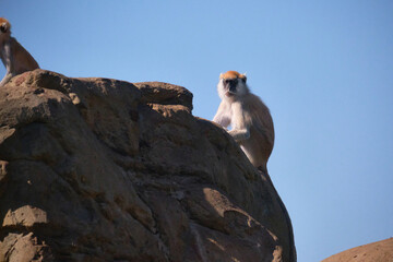 Wild patas monkey perched on edge of rocky cliff against clear blue sky