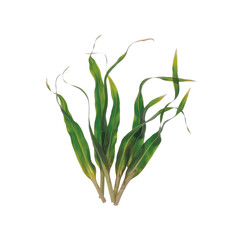 Fototapeta premium Long Slender Green Foliage with Yellow Accents Isolated on White Background