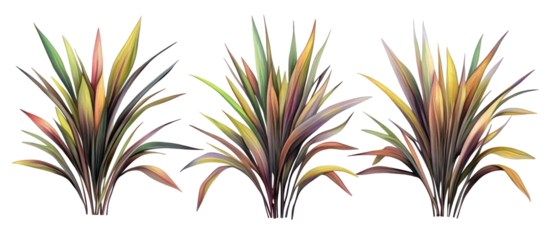 Set of Phormium cookianum tricol New Zealand flax frontal isolated on transparent background