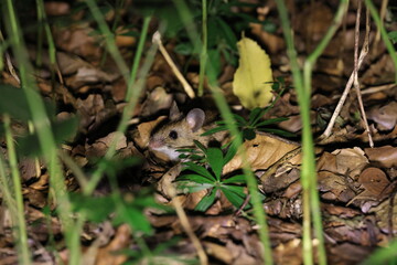 Obraz premium Cute wild Wood mouse (Apodemus sylvaticus) Germany