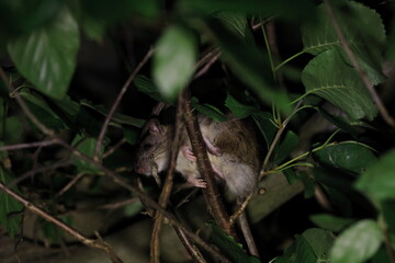 Obraz premium A brown rat at night in its sleeping place in a bush gremany