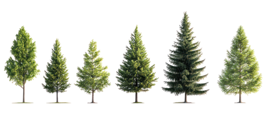 Set of Picea mariana the black spruce and Larix laricina isolated on transparent background