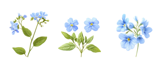 Set of Plumbago auriculata the Cape leadwort blue plumbago ornamental flowering plant isolated on transparent background