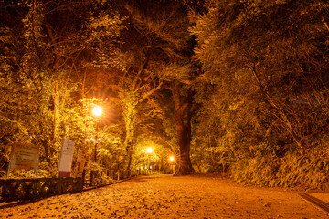 早朝の城山公園