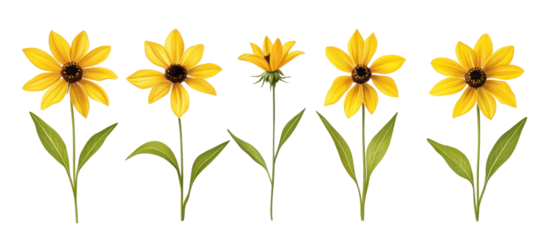 Set of Rudbeckia Laciniata, the Cutleaf Coneflower, Cutleaf Golden on transparent background