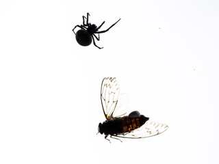 Fototapeta premium spider trapping an insect in its web, Han Quadrangle in Shangli Ancient City, built in 1825, Shangli Town, Yucheng District, Sichuan, People's Republic of China, Asia