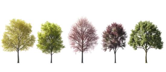 Set of Winter Ulmus, Flaxinus, and Betula Frontal Set Trees on transparent background