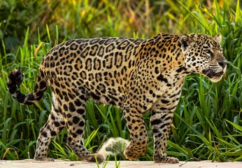 Fototapeta premium Jaguar of the Pantanal