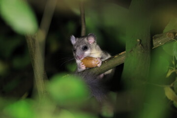 dormouse at night in the forest Baden-Wuerttemberg Germany