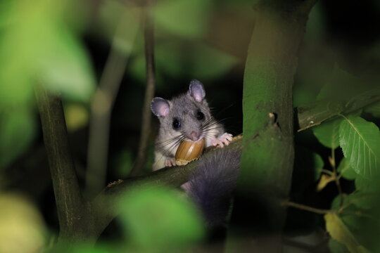 dormouse at night in the forest Baden-Wuerttemberg Germany
