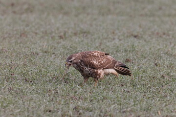 Fototapeta premium common buzzard (Buteo buteo) looking for earthworms in a field Germany