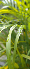 Obraz premium Fresh morning dew drops on green palm leaves in close-up macro. Beautiful tropical nature background with crystal clear raindrops on foliage after rain. Perfect for eco-friendly and organic themes