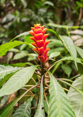 Aphelandra liboniana in bloom, beautiful orange flower - Santa Catarina, Brazil