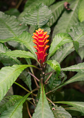 Aphelandra liboniana in bloom, beautiful orange flower - Santa Catarina, Brazil
