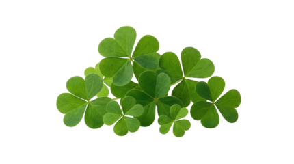 Green shamrock leaves clustered together in a small pile, creating a natural texture and pattern on a plain surface white background cutout