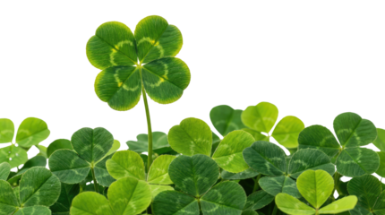 Green clovers with four leaves and three leaves are visible in a group with one standing up tall plain white background and png