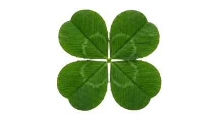 Green four leaf clover with heart shaped leaves on a white background, isolated and centered in the frame high-key lighting with cutout object
