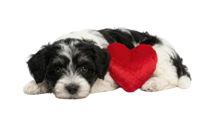 Cute puppy with black and white fur lying down next to a red heart-shaped pillow, facing forward object on white and png