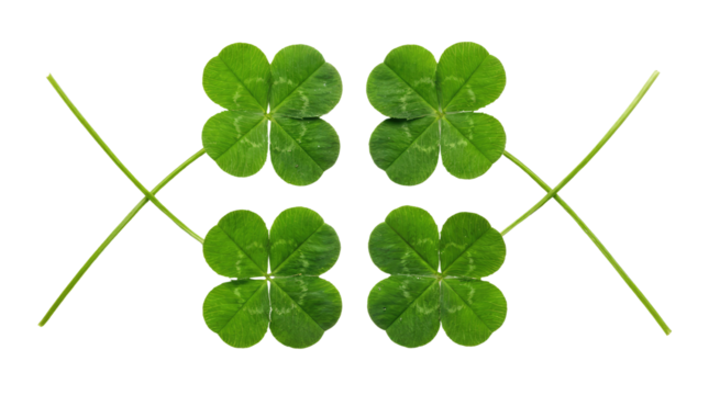 Four green four leaf clovers arranged symmetrically with thin stems crossing over each transparent background and plain white background - Powered by Adobe