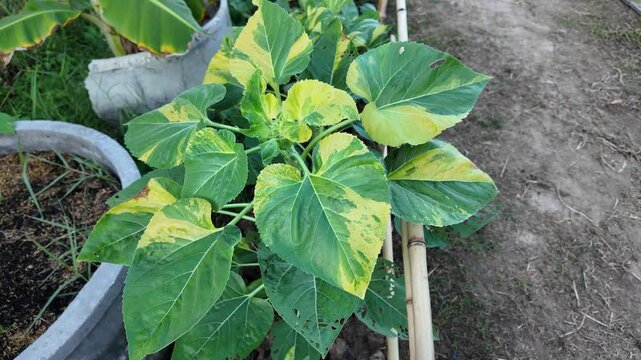 Lush green leaves with yellow variegation thrive in garden, showcasing vibrant foliage and healthy plant life, creating serene atmosphere in natural outdoor environment