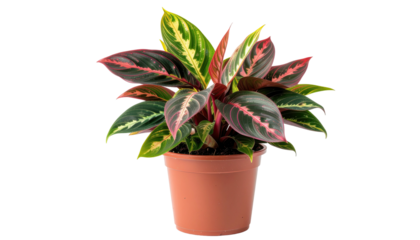 Potted plant, multi-toned leaves, red and green