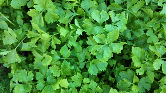 Vibrant Fresh Green Cilantro Leaves An Aromatic Herb for Culinary Flavor and Garnishing in Various Dishes and Cuisines