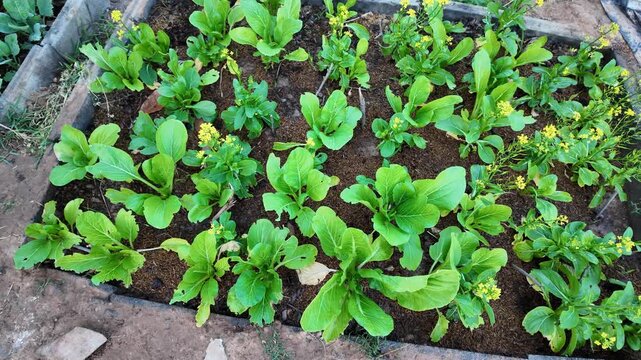 Vibrant Vegetable Garden Cultivation of Healthy Greens and Flowers in Well Maintained Soil, Showcasing Thriving Plants and Nurturing Growth for Beautiful Ecosystem