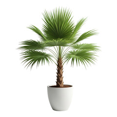 Obraz premium Potted palm tree with green leaves isolated on transparent background in a white pot
