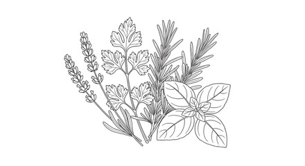 Collection of culinary herbs and aromatic plants displayed on a white background.