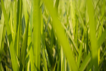 Naklejka premium Closeup of vibrant green grass blades catching the sunlight, creating a lush, natural texture and soft bokeh effect in the background