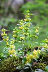 Fototapeta premium In spring, yellow deaf nettle (Lamium galeobdolon) blooms in the forest